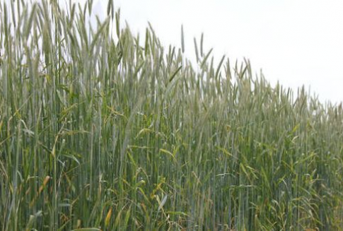 Komisja Europejska przyznała kolejne licencje na eksport i import zbóż (1.07-5.12 2012)