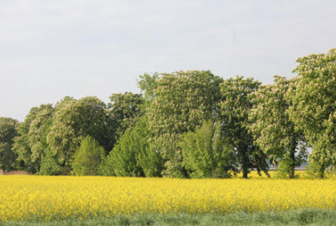 Tydzień na rynku oleistych (21.01.2013)