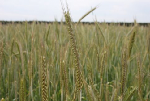 Ceny skupu zbóż w Polsce (październik 2012)