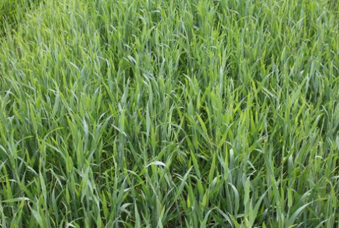 Ceny zbóż na giełdach światowych (10.01.2013)