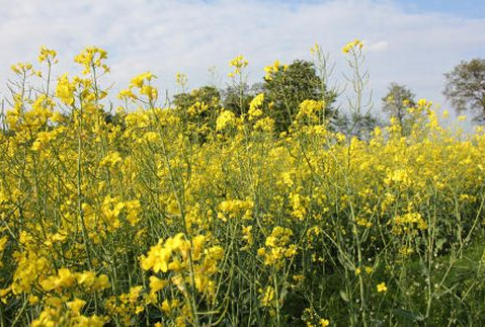 Notowania oleistych na ostatniej sesji w minionym roku (2.01.2013)