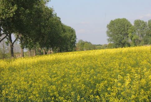 REDcert uznanym systemem certyfikacji biopaliw