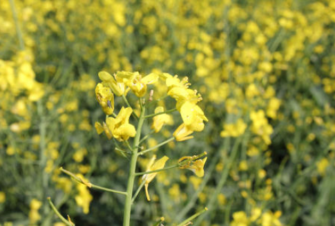 Import będzie konieczny