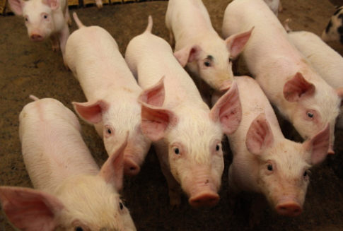 Wzrost eksportu wieprzowiny z Brazylii na Ukrainę, spadek dostaw do Rosji