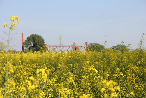 Prognozy zasiewów rzepaku ozimego w Unii Europejskiej