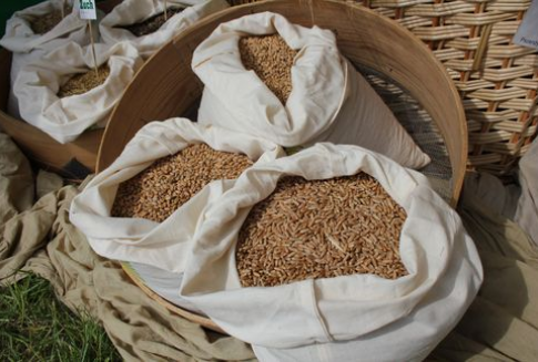 Obniżka prognozy światowych zbiorów zbóż