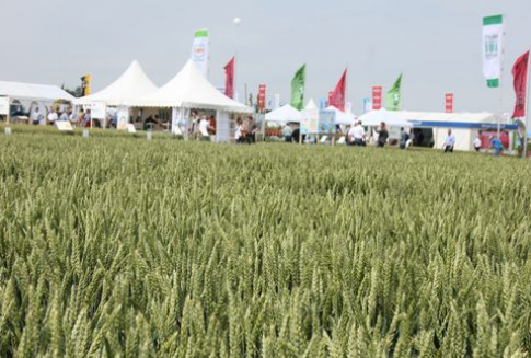 Początek nowego tygodnia na rynku zbóż pod znakiem silnych wyprzedaży (13.11.2012)
