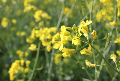 W I kwartale 2012 roku wzrosła krajowa produkcja estrów metylowych, bioetanol bez zmian