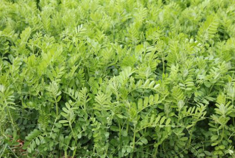 Dobór odmian roślin do uprawy