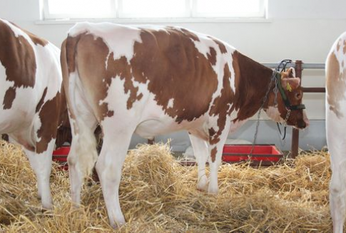 Od 1 stycznia 2013 roku w Polsce obowiązuje całkowity zakaz uboju rytualnego