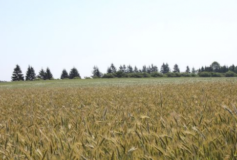 Podsumowanie tygodnia na światowym rynku zbóż (17.12.2012)