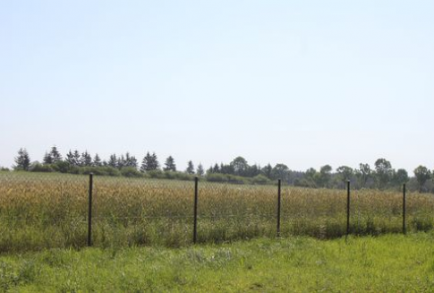 Tydzień na giełdowym rynku zbóż - 3-09-2012