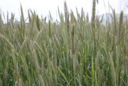 Ceny zbóż na giełdach światowych (23.01.2013)