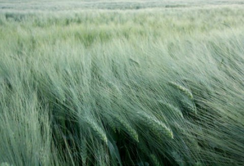 Ceny zbóż na giełdach światowych – 26.04.2012