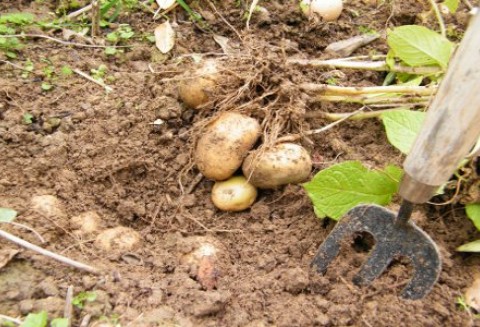 Zaraza ziemniaka zaczyna zagrażać uprawom