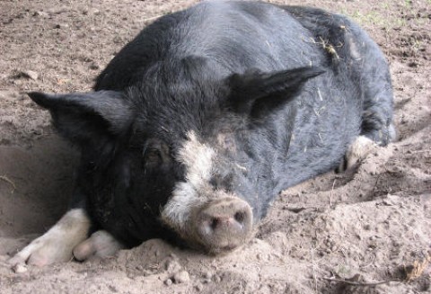 Hodowcy trzody chlewnej będą strajkować?