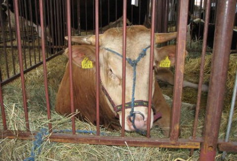 Bilans w handlu mięsem wołowym