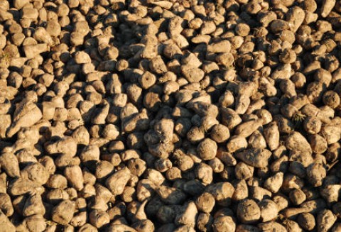 Wielka Brytania -  Problemy z burakami cukrowymi