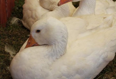 Wstawienia gęsich piskląt