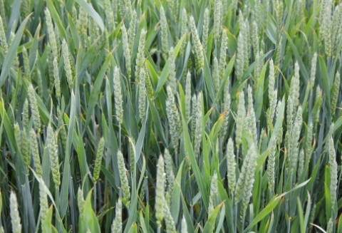 Wyższe prognozy zbioru unijnych zbóż