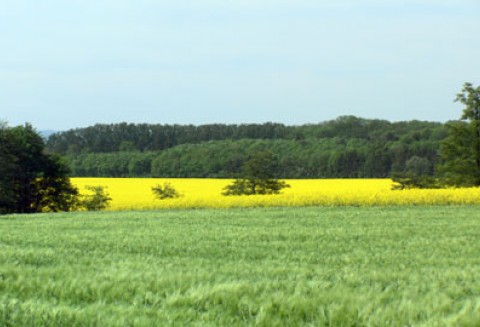 Stanowisko Copa-Cogeca na temat pośredniej zmiany użytkowania gruntów (ILUC)
