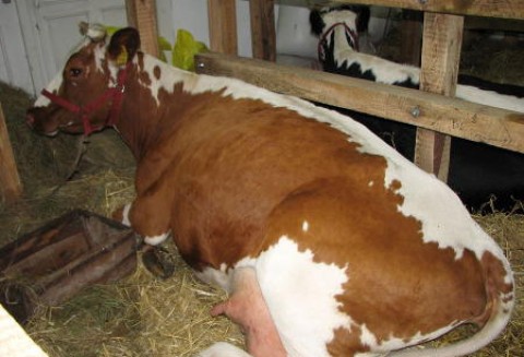 Mniej unijnego bydła