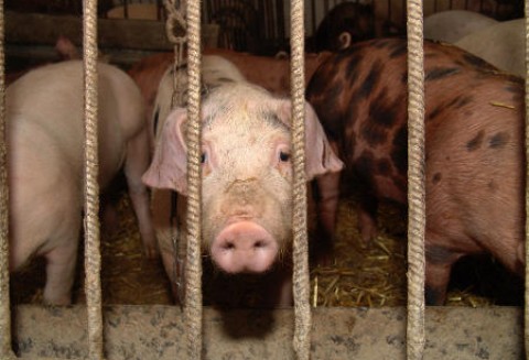 Polacy nie znają się na mięsie wieprzowym