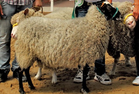 Australia – Większy eksport baraniny i jagnięciny