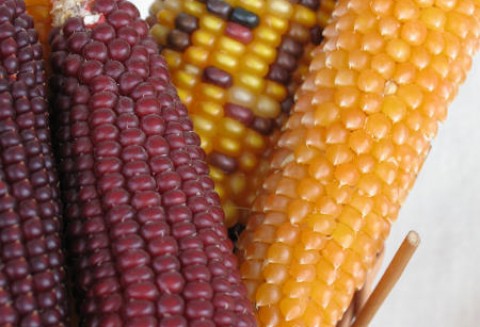 11.05.2012 - Kukurydza na CBoT kontynuje spadki po czwartkowym raporcie USDA