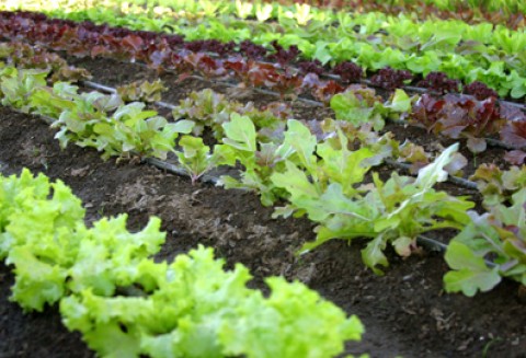 Obowiązkowe ubezpieczenia rolnicze