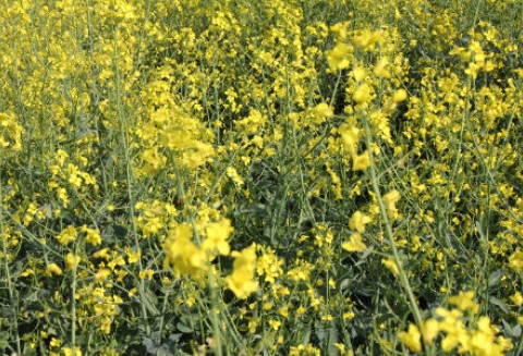 Notowania oleistych na giełdach światowych 24.05.2012