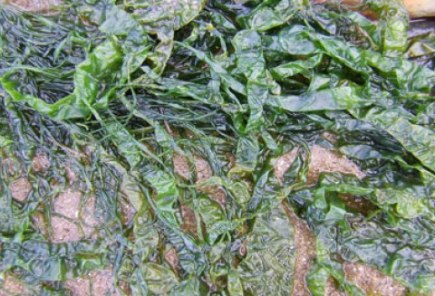 Rozwój technologii pozyskiwania energii z alg we Francji