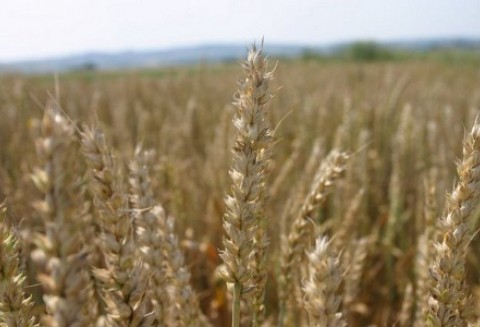 Polskie uprawy zagrożone suszą