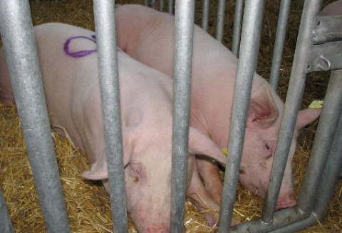 Niemcy – Wzrost importu prosiąt z Danii?