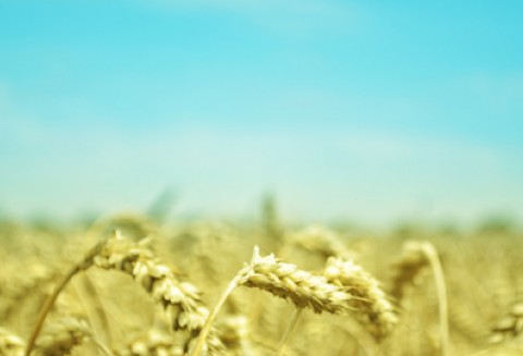 Dobre praktyki rolnicze - produkcja zbóż