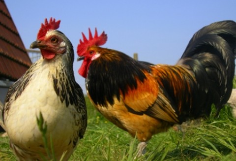 Zimna majówka przyczyniła się do spadku popytu na drób