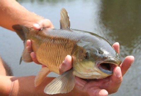 W wodach jest coraz mniej ryb