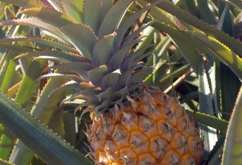 Kostaryka – Wzrost produkcji ananasów