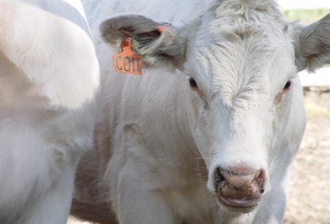 Korea Południowa – Będzie zniesiony zakaz importu kanadyjskiej wołowiny