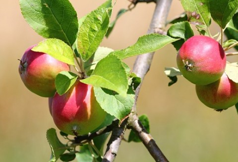 Kongres Polskiego Związku Działkowców