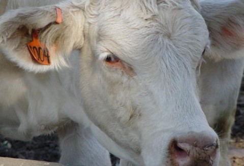 Brazylia - Spadek eksportu wołowiny