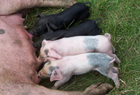 Chiny -  Ceny wieprzowiny nadal rosną