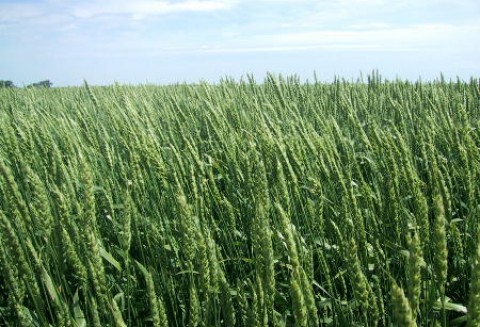 Krajowe ceny zbóż w punktach skupu