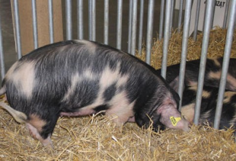 Rosja – Wzrost produkcji mięsa wieprzowego