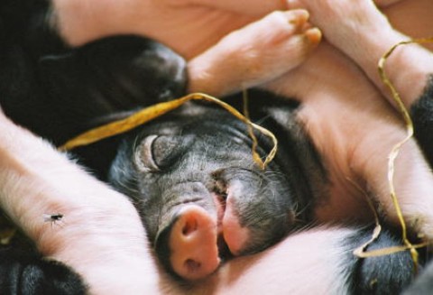 Nieciekawa sytuacja u hodowców trzody chlewnej