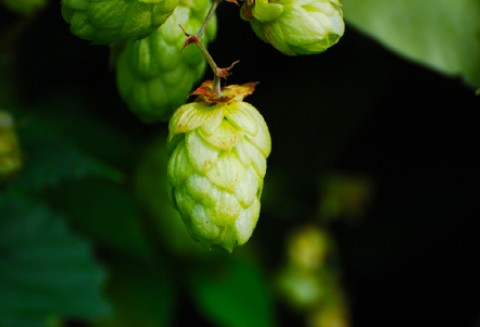 Spotkanie z branżą chmielarską