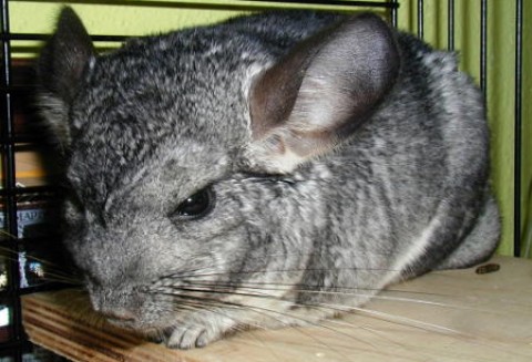 Chów szynszyli jest coraz bardziej popularny