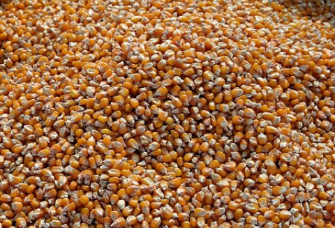 Ceny zbóż na giełdach światowych– 20.10.2011