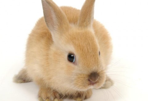 Odradza się w Polsce rynek hodowli królików