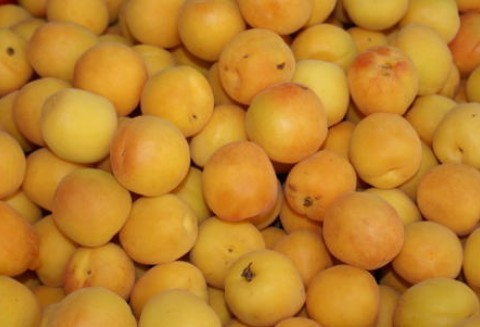 Armenia – Drastyczny spadek produkcji moreli